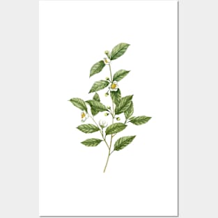 Watercolor tea plant artwork Posters and Art